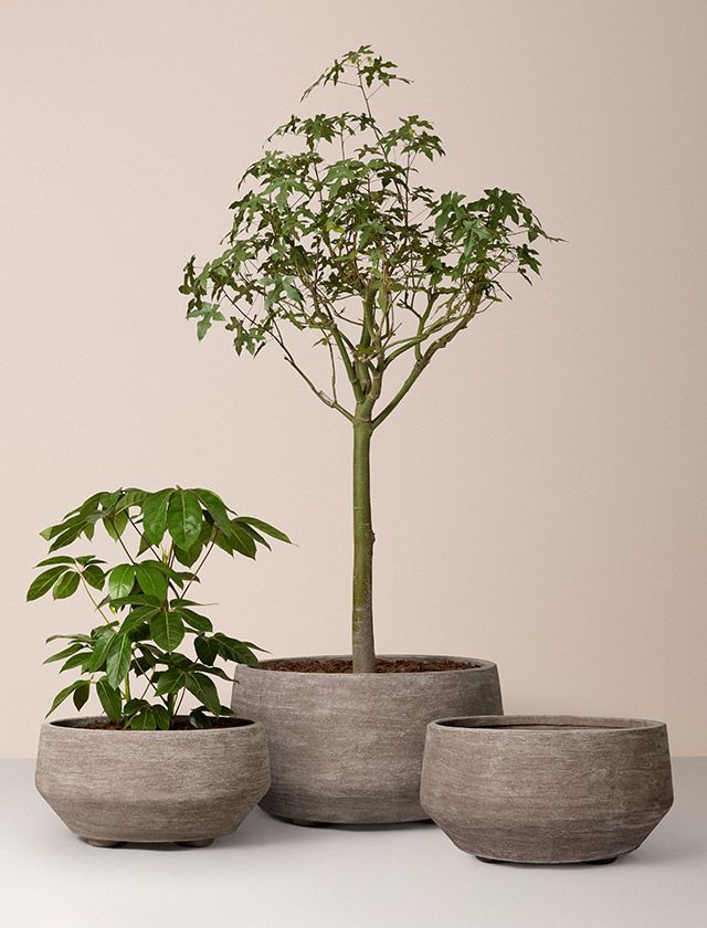 Alle drei Größen der  Pflanzgefäße von Bergs Potter in natürlicher Raw-Terracotta-Optik in Nordic Grey Terracotta.