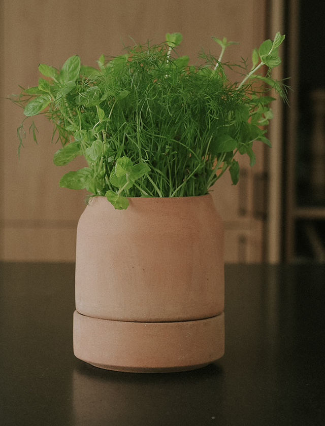 Bergs Potter Viva Blumentopf aus rosafarbener Terrakotta mit üppigen Küchenkräutern, Größe 14 cm