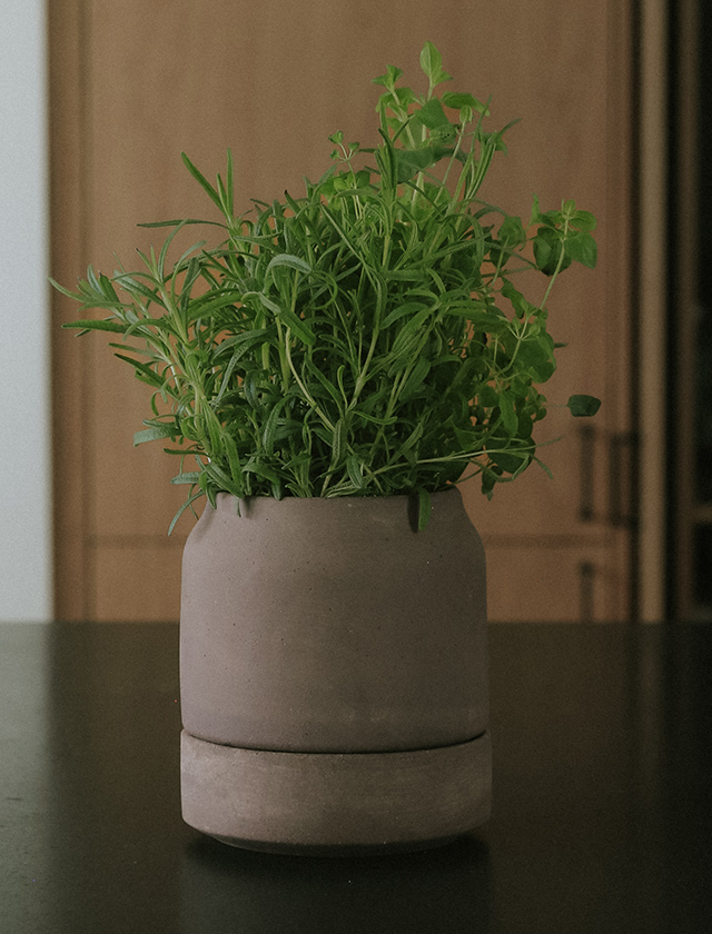 Bergs Potter Viva Kräutertopf aus grauer Terrakotta in 14 cm, bepflanzt mit Rosmarin und weiteren frischen Küchenkräutern.