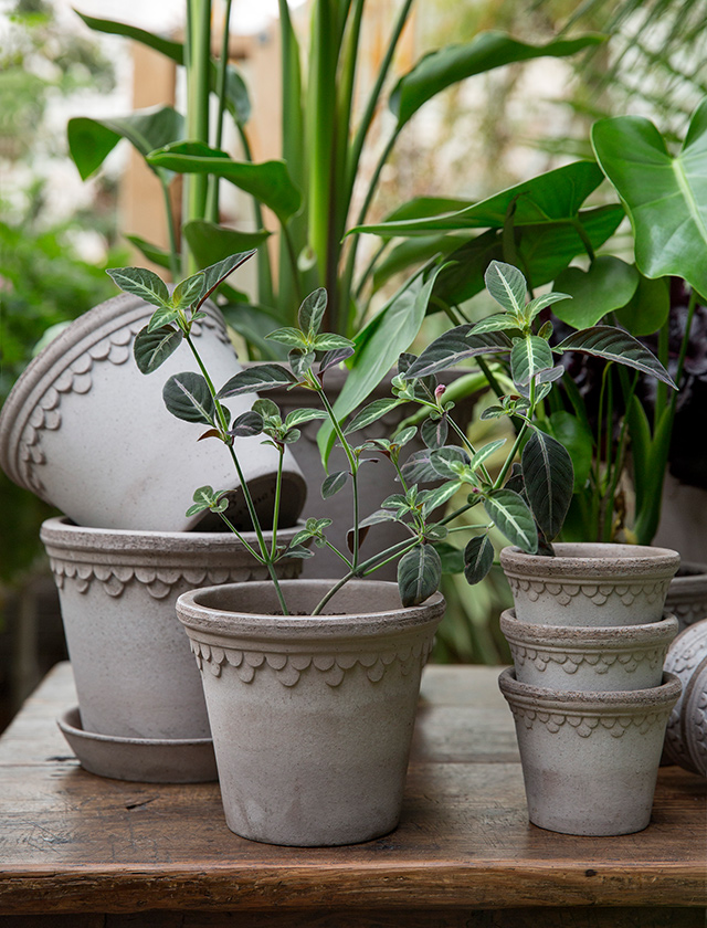Die grauen KØBENHAVNER-Töpfe von Bergs Potter vereinen das Beste aus zwei Welten: nordisches Design trifft auf traditionelle Handwerkskunst aus der Toskana. Mit ihrem rauen, unglasierten Terrakotta-Finish und dem markanten Wellenrand wirken sie zurückhaltend und gleichzeitig außergewöhnlich. Jeder Topf wird in Italien von Hand gefertigt – und genau das spürt man. Die kühle, graue Farbgebung bringt Ruhe und Eleganz in deinen Raum und setzt dein Pflanzengrün stilvoll in Szene. Skandinavische Klarheit, eingebrannt in toskanischer Erde – schöner geht’s kaum.