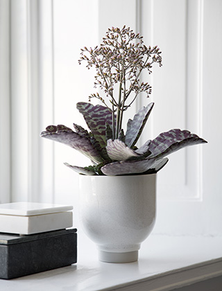 Unico Blumentopf in Weiß von Kähler Design