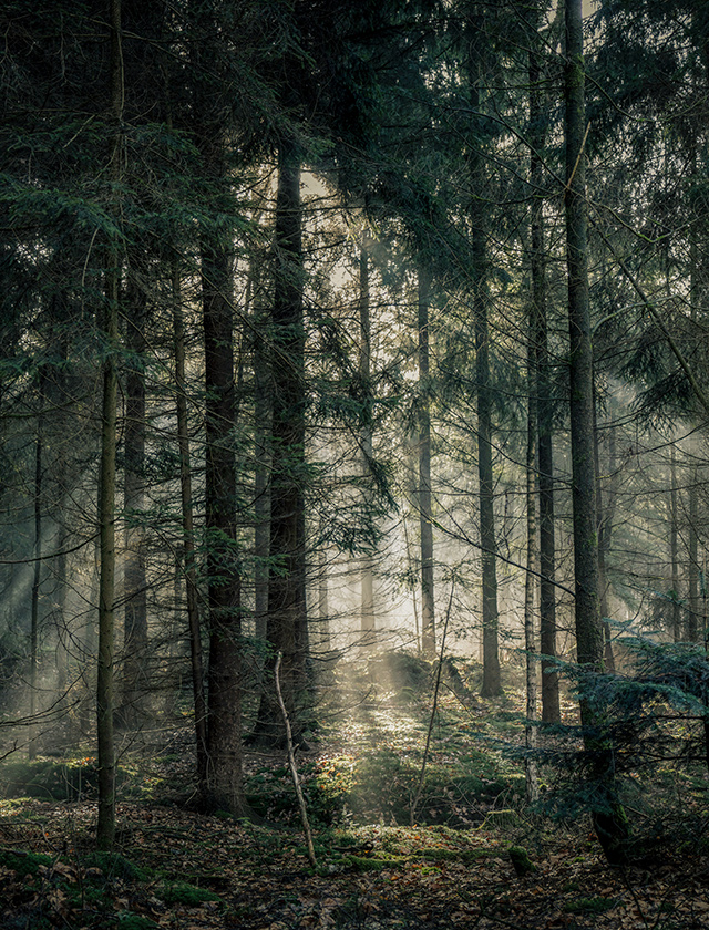 Skandinavisk SKOG Duftkerzen und Raumduft mit frischem, grün-holzigem Duft nach Kiefernnadeln, Tannenzapfen, Birkensaft und Maiglöckchen, inspiriert von den Wäldern Skandinaviens.